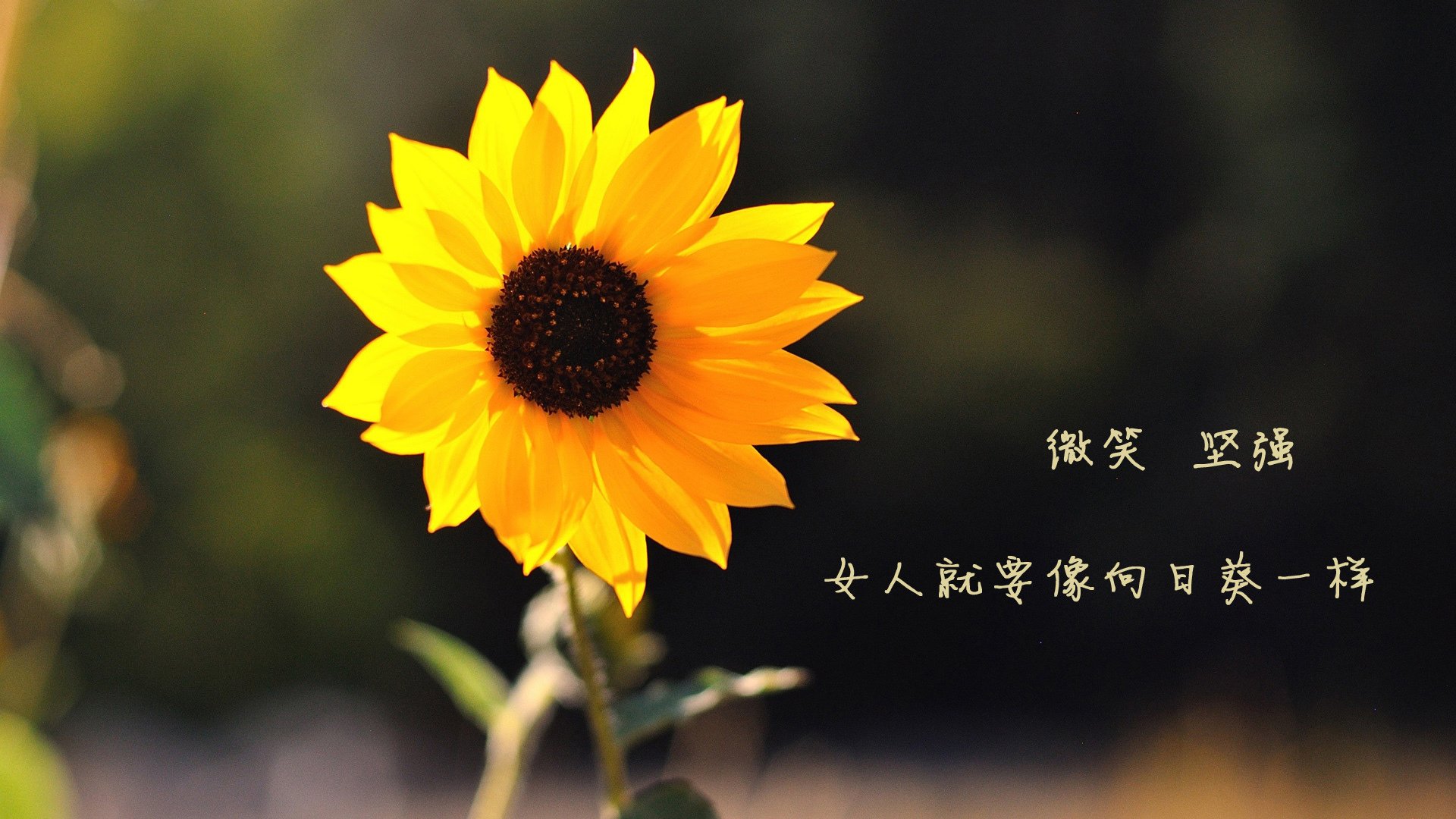 开云体育官方入口-_绿色动能滑轮:环保运动新宠_,绿色滑行系统