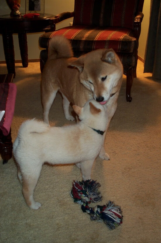 开云网页版-伊朗男足在巴黎奥运会比赛中以2-0战胜新西兰,伊朗男足世预赛