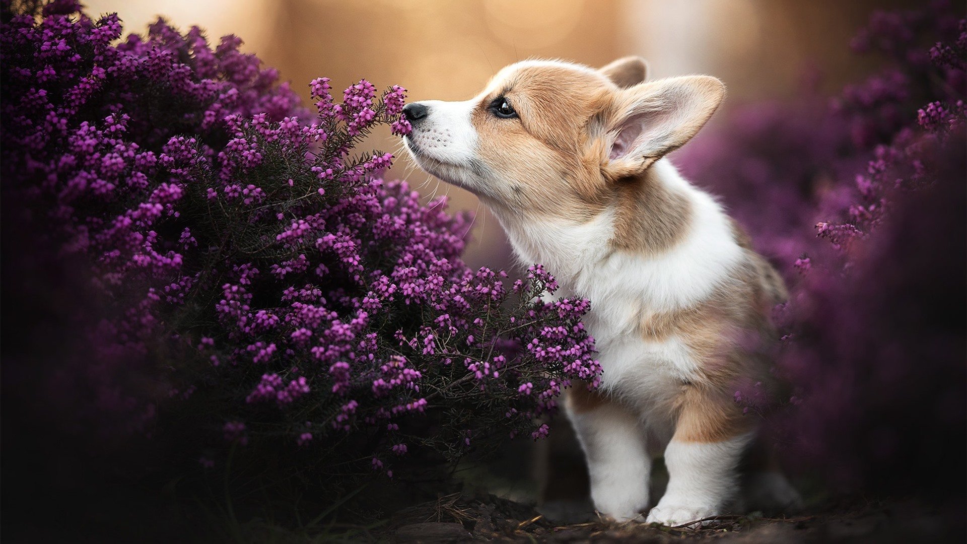 开云体育链接-史上最“爆炸”的扭转战局，为什么会成为经典？，扭转危机